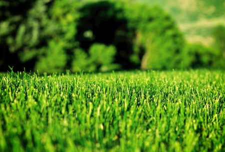 Cuidados del césped: Como tener una pradera de foto | Flores Castillon