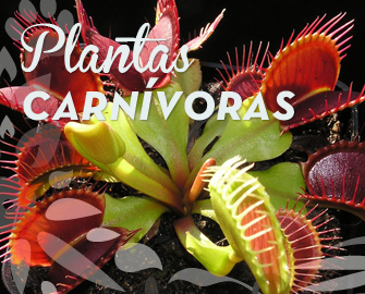 destacado-carnivoras