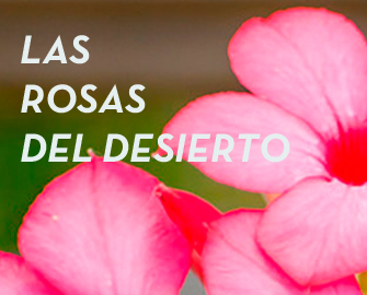 ROSAS-DEL-DESIERTOPOST