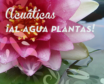 acuaticas1