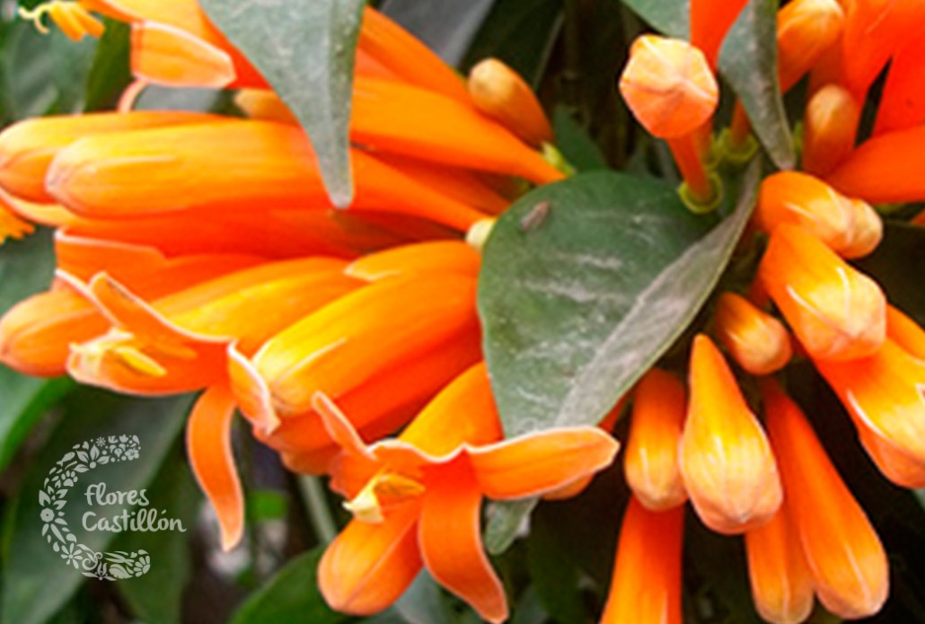 Bignonias: coros de trompetas | Flores Castillon