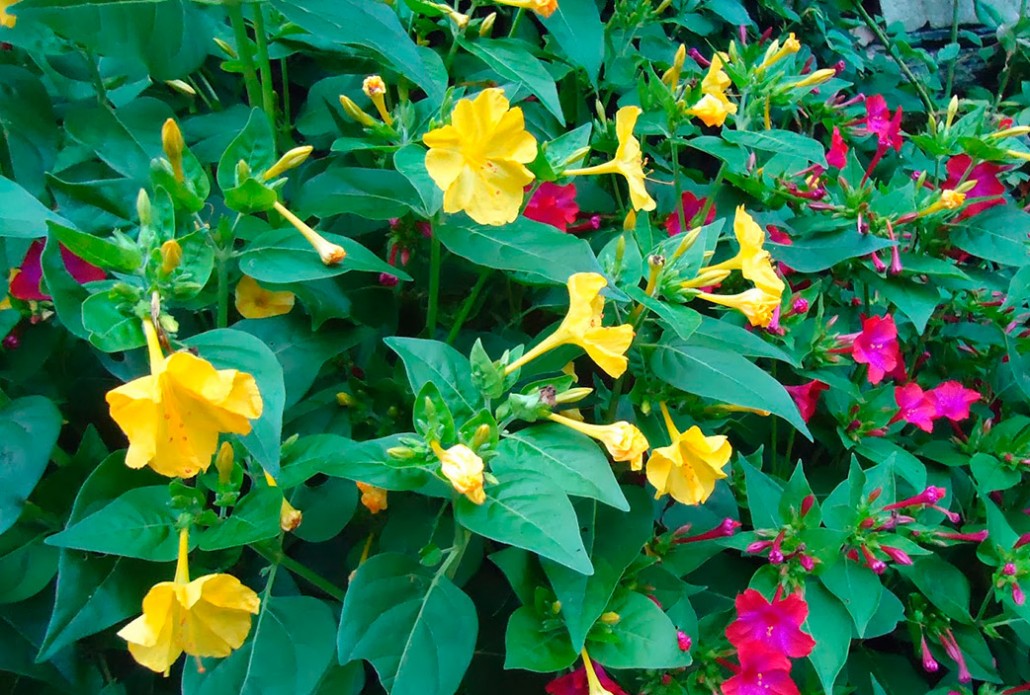 La flor de las cuatro en punto Flores Castillon