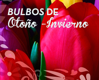 destacado-bulbo