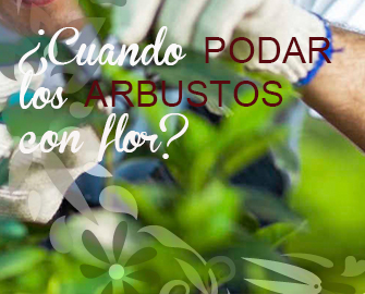 DESTACADO-ARBUSTOS-CON-FLOR