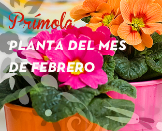 primola3