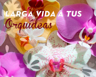 destacado-orquidea