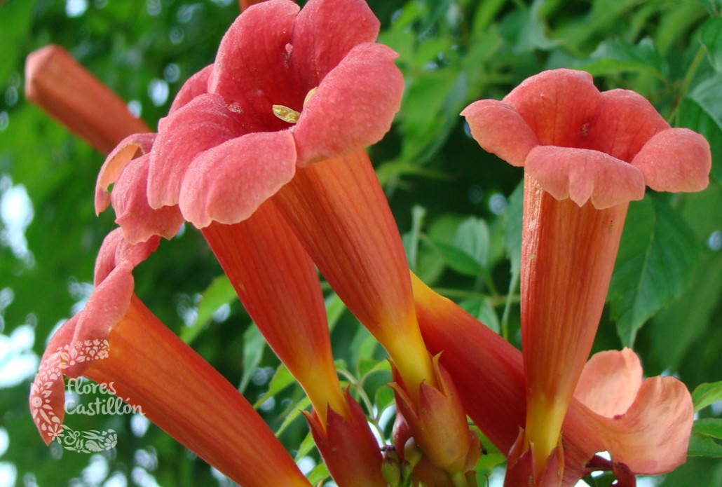 Bignonias: coros de trompetas | Flores Castillon