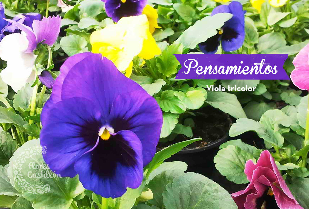 Flores Castillon Los pensamientos o violas