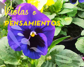 pensamientos-destacado