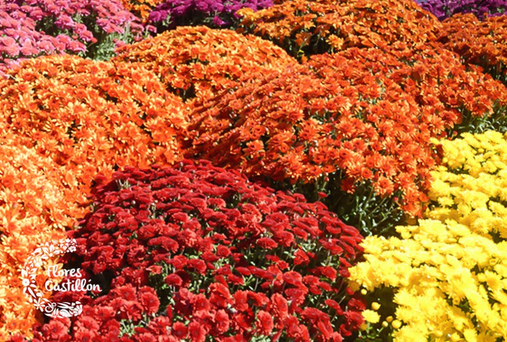Los crisantemos, la planta de octubre | Flores Castillon