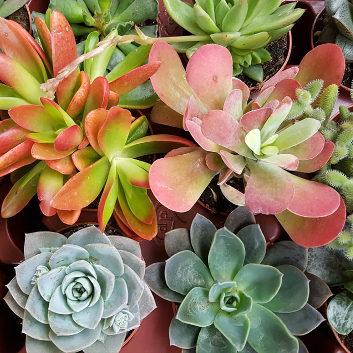 El-cactus-destacada