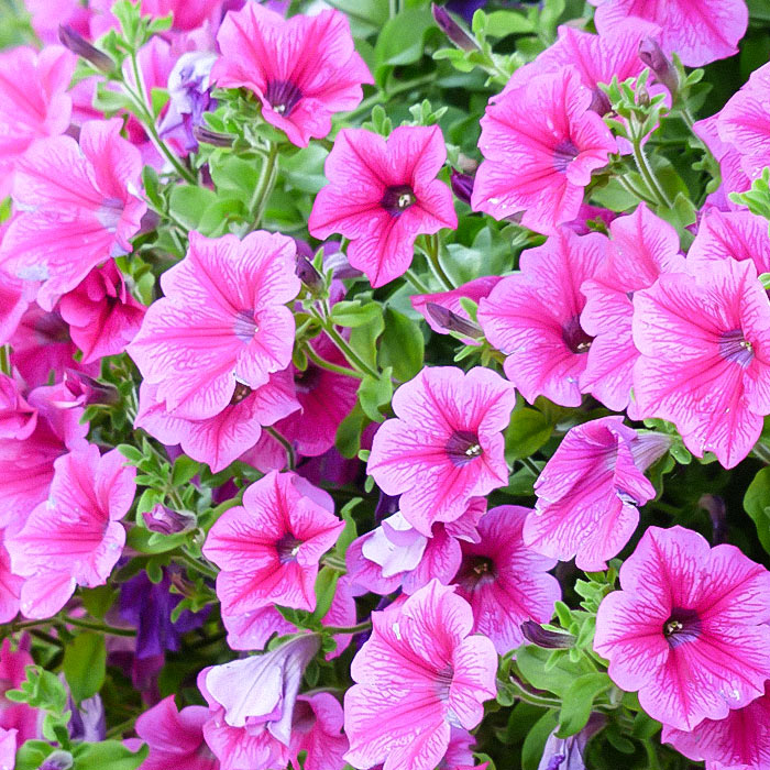 Destacada-petunia