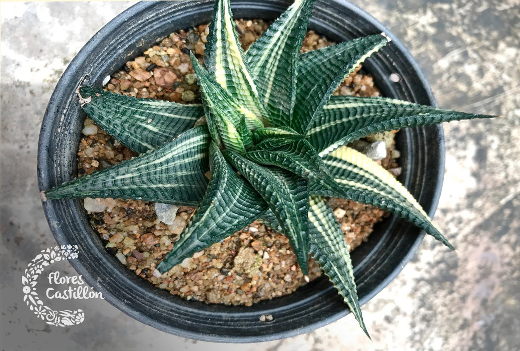 Cuidados de la Sansevieria | Flores Castillón