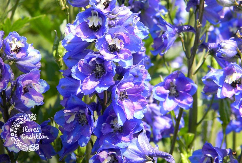 Espuela de Caballero cuidados y características Flores Castillón