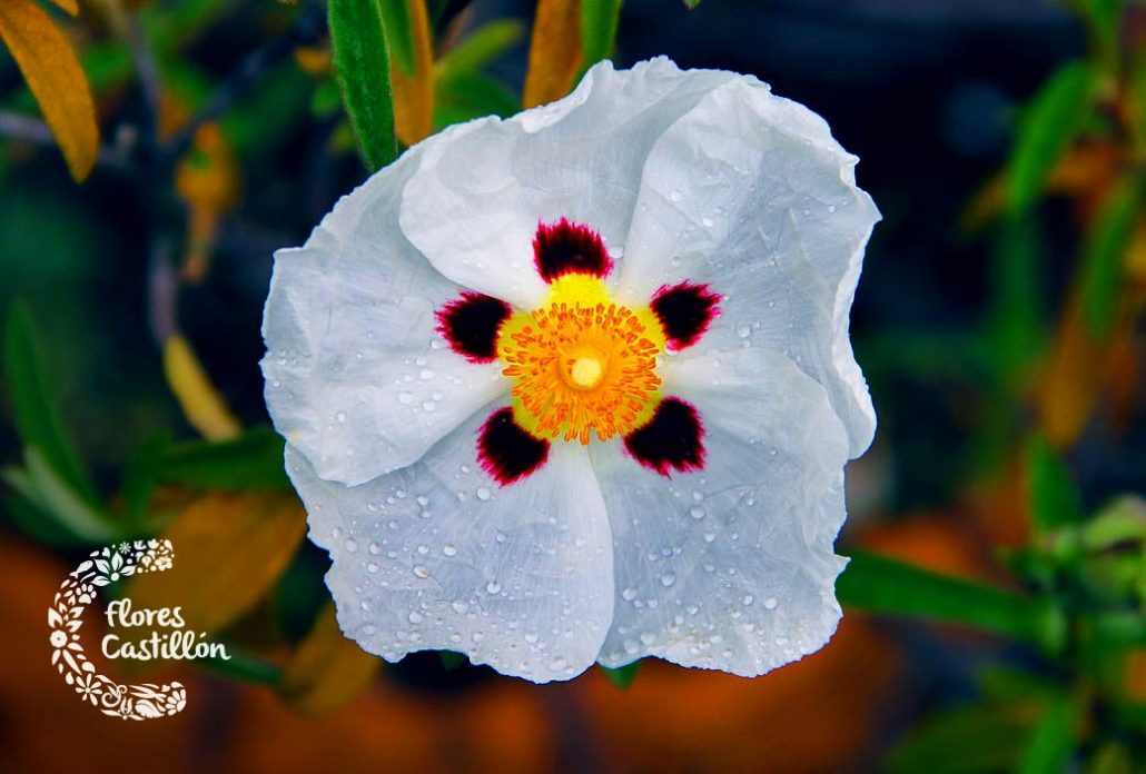 Flor de Jara, cuidados y características Flores Castillón Flor de Jara, cuidados y características Flores Castillón