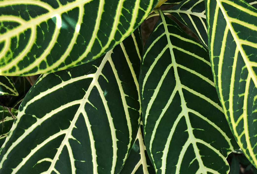 Planta cebra, flor del mes de agosto