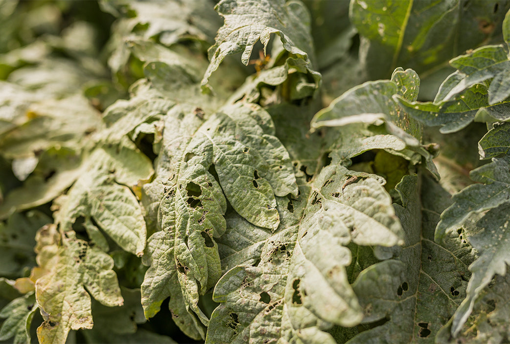 Guía completa contra el moho gris: Protege tus plantas de la Botrytis
