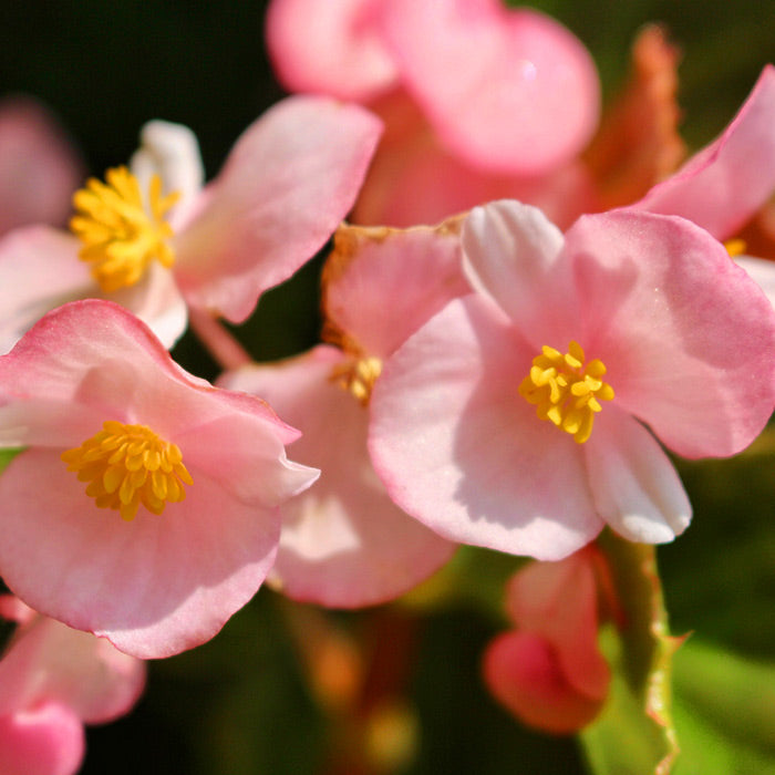 Begonia, la planta del mes de diciembre