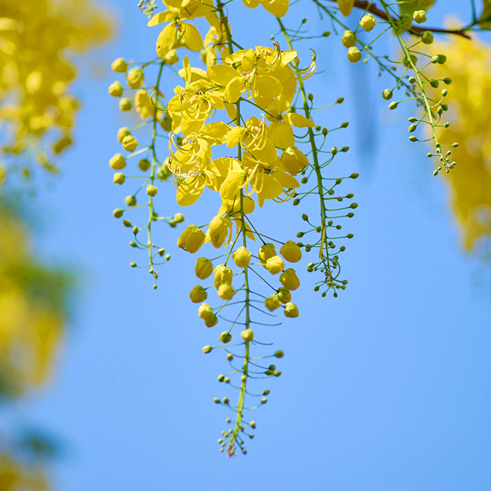 Cassia, la planta del mes de diciembre