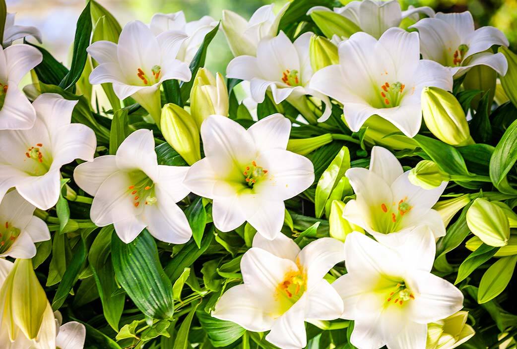 lirios blancos
