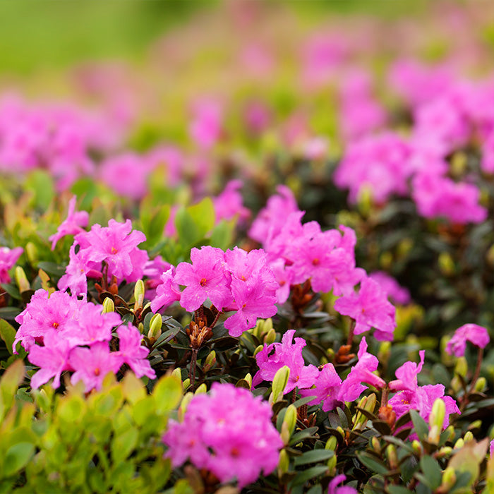 rododendro
