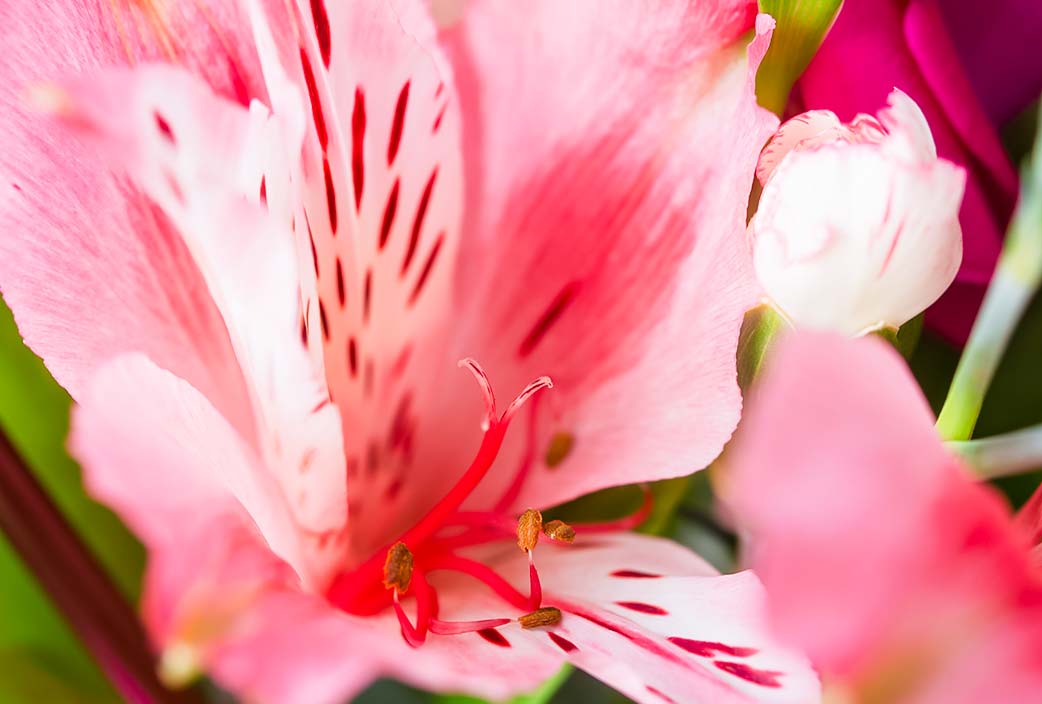 Astromelia, flor del mes de marzo