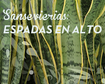 Sansevierias: espadas en alto