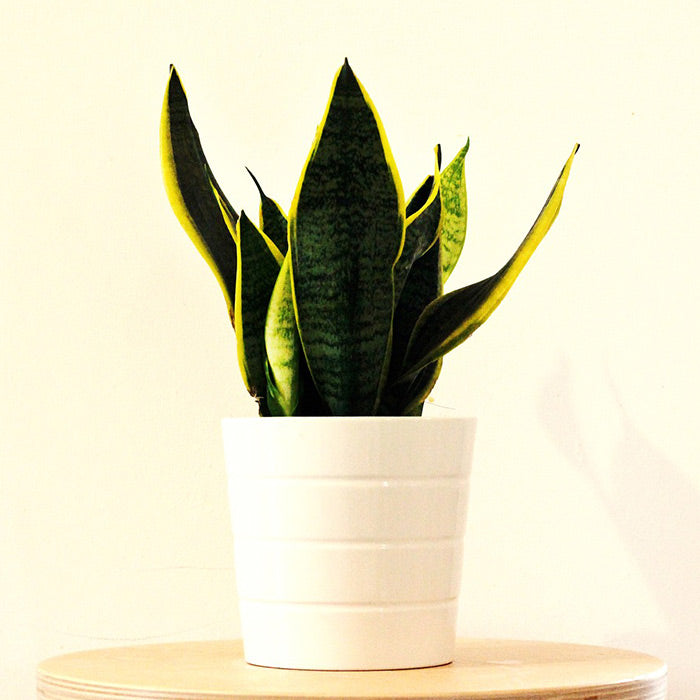 Cuidados y necesidades de la planta sansevieria