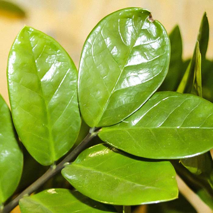 La zamioculca, la planta de abril