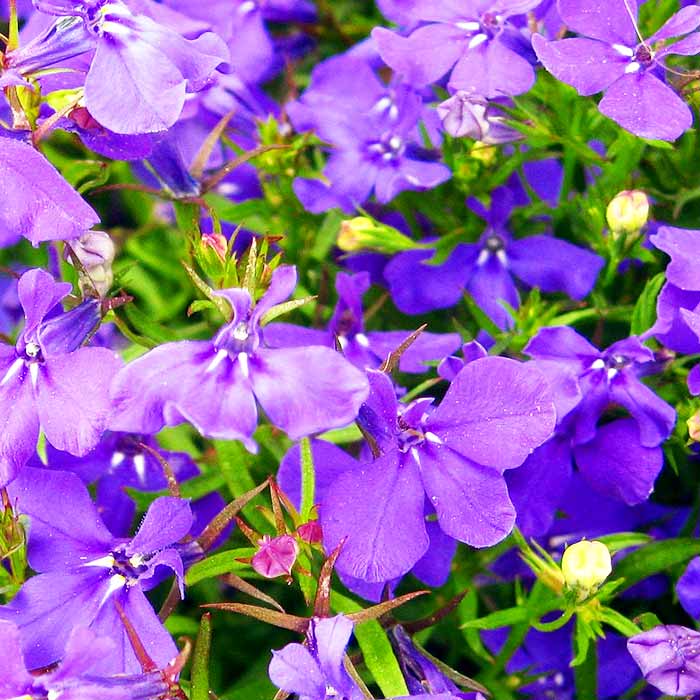 Lobelia, la planta del mes de mayo