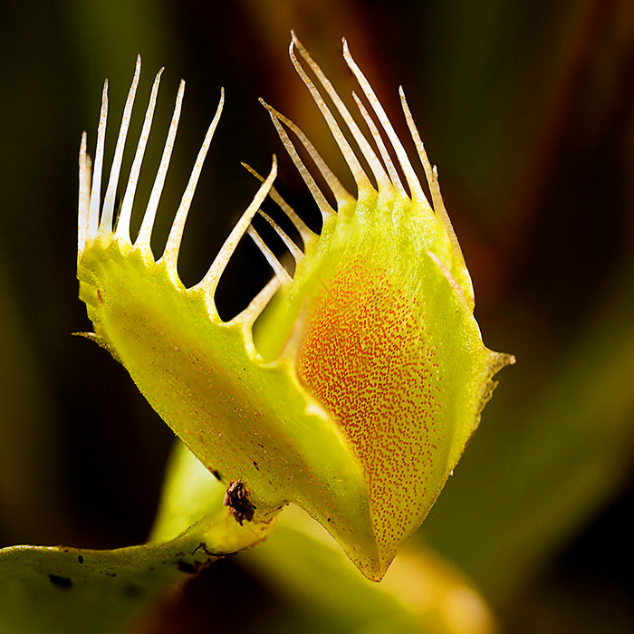 Características y cuidados de las plantas carnívoras