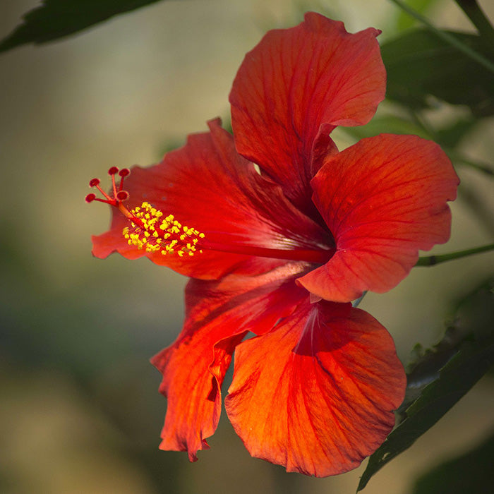 Hibiscus, la planta del mes de octubre