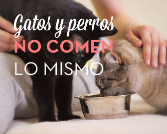 Gatos y perros no comen lo mismo