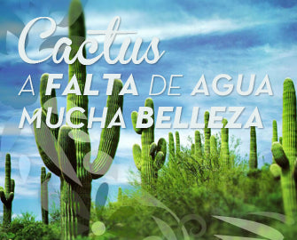 Cactus: A falta de agua, mucha belleza