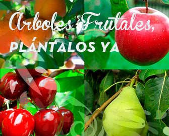 Árboles frutales, plántalos ya.