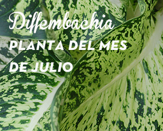 La diffembachia, la planta del mes de julio.