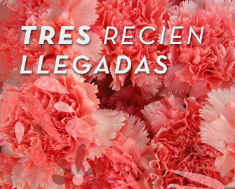 Tres recién llegadas: Surfinia, Begonia Y Clavel