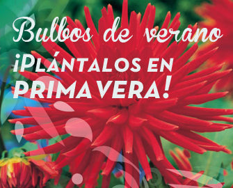 Bulbos de verano: ¡plántalos en primavera!