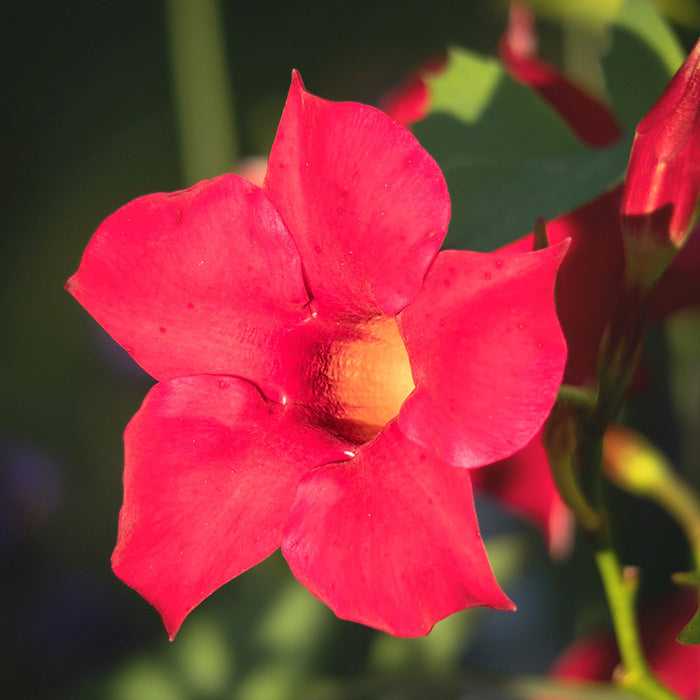 cuidados y caracteristicas de la mandevilla