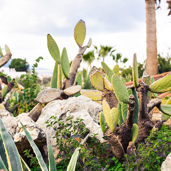 Ideas para hacer un jardín de cactus