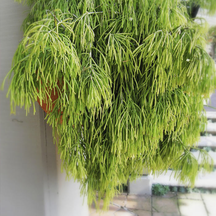La rhipsalis, la planta del mes de agosto