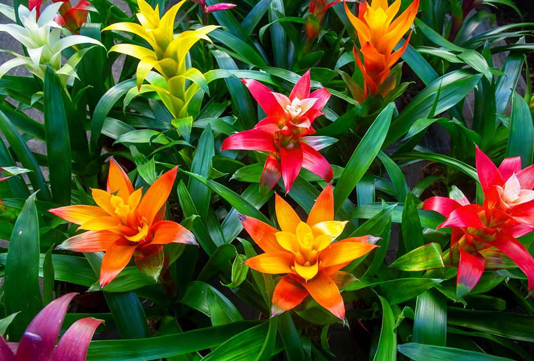 Guzmania Calypso Flores Castillón