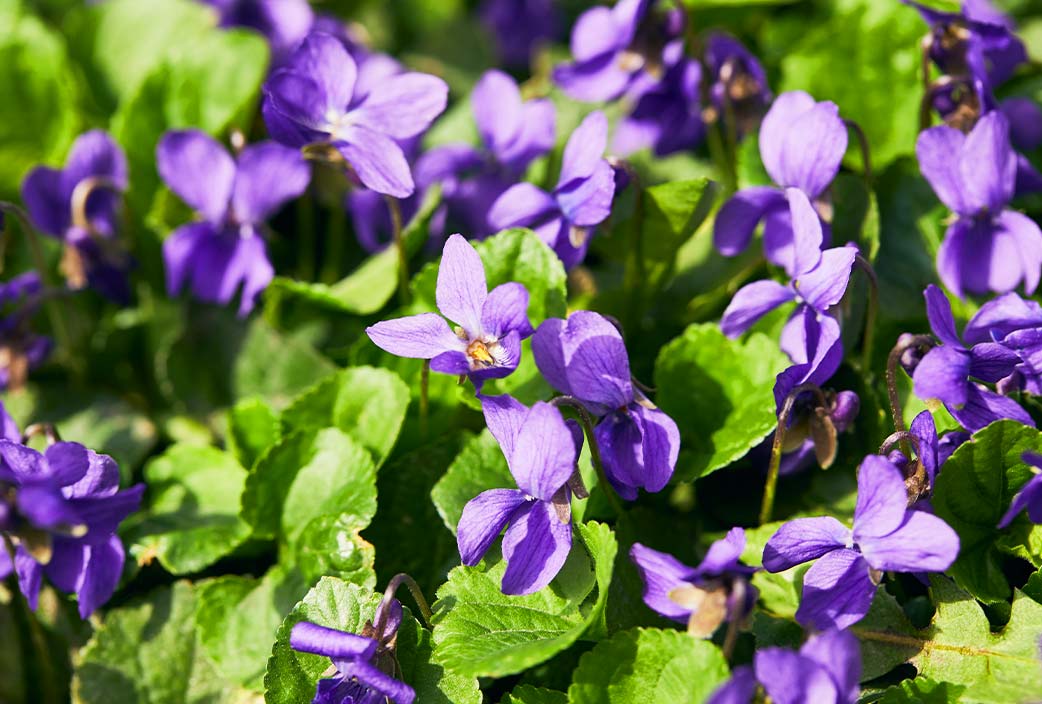 Violeta, la planta del mes de junio