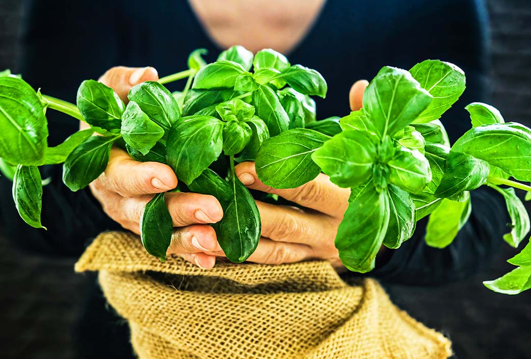 Plantas aromáticas que perfuman tu hogar