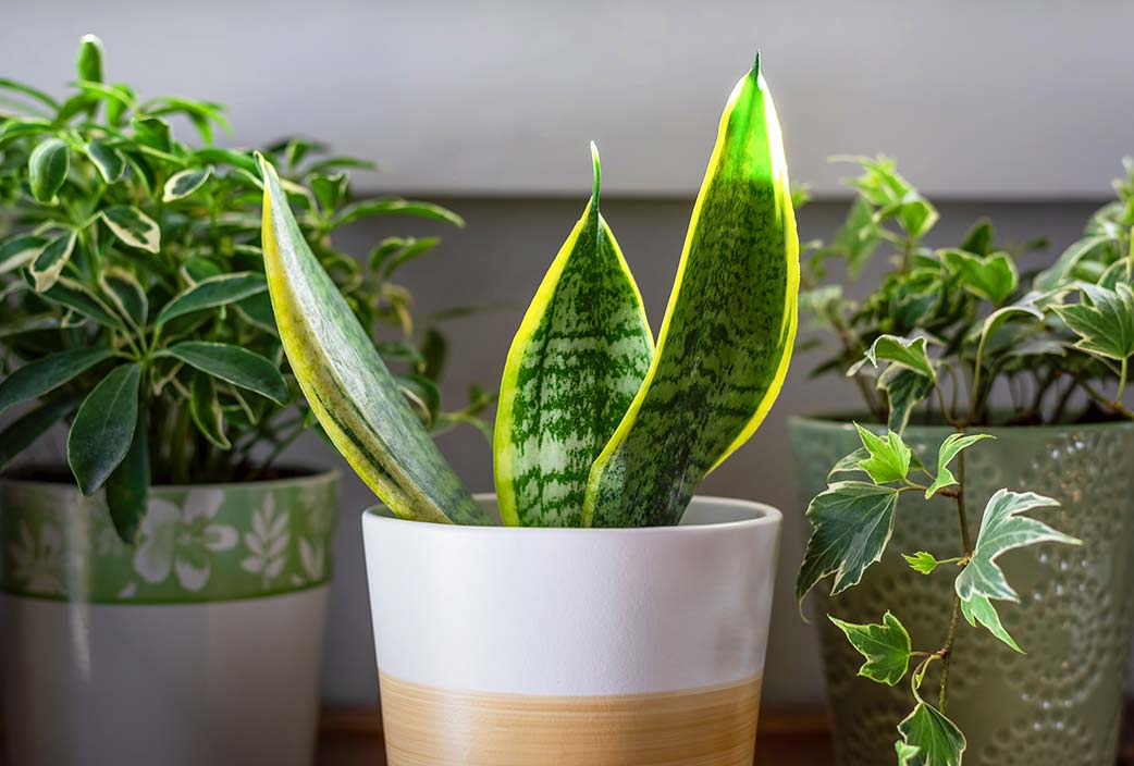 Top 3 plantas de interior fáciles de cuidar