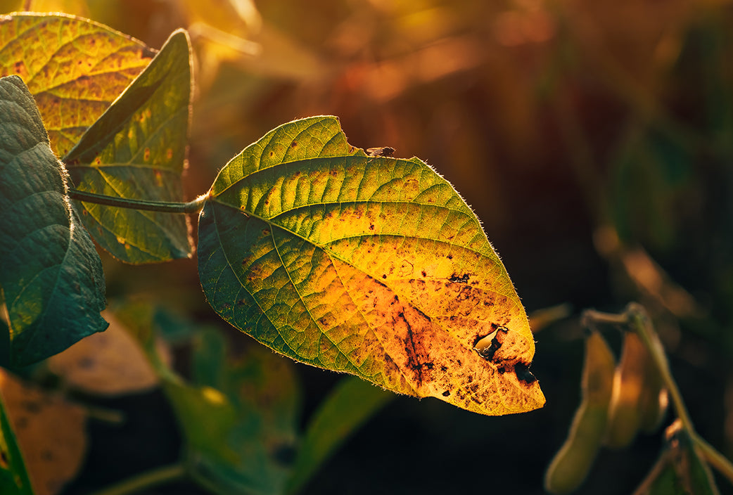 Hongos en las plantas en otoño: cómo detectarlos y aplicar remedios naturales