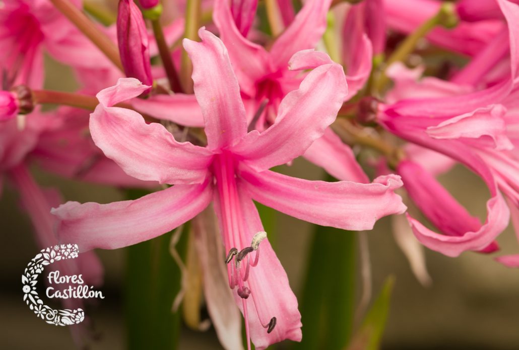 Nerine, planta del mes de octubre