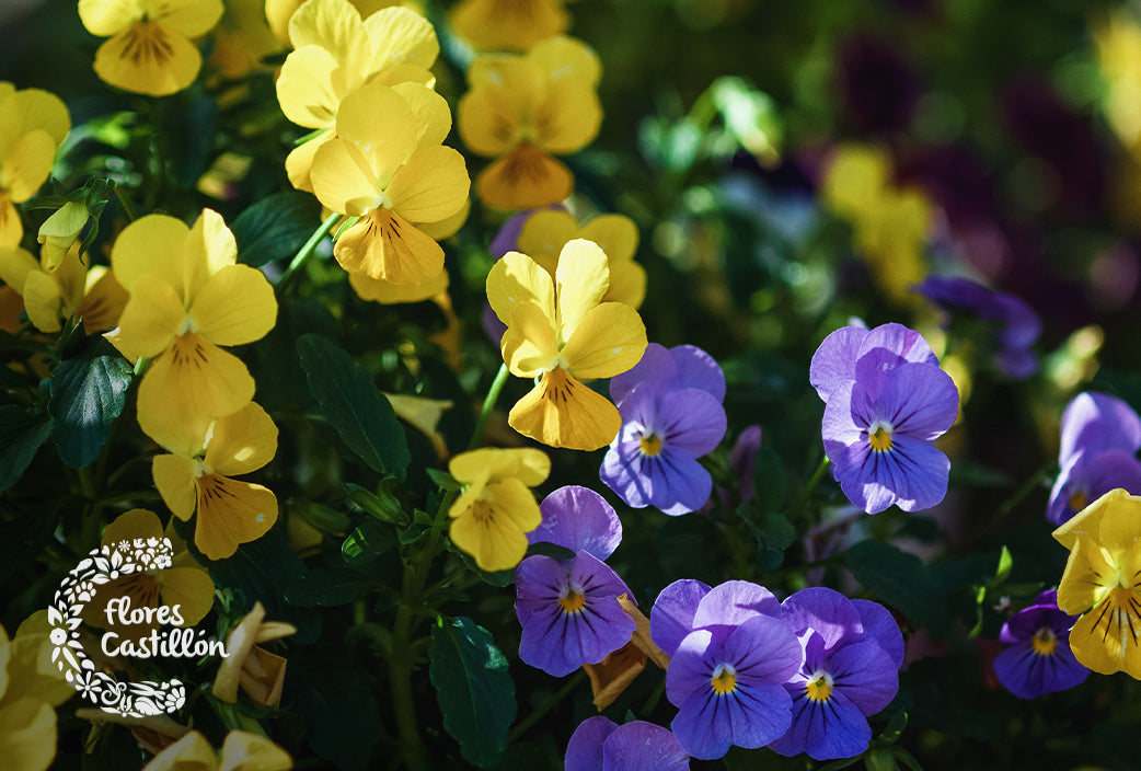 Protege tu terraza este otoño: plantas y jardineras a prueba de mal tiempo