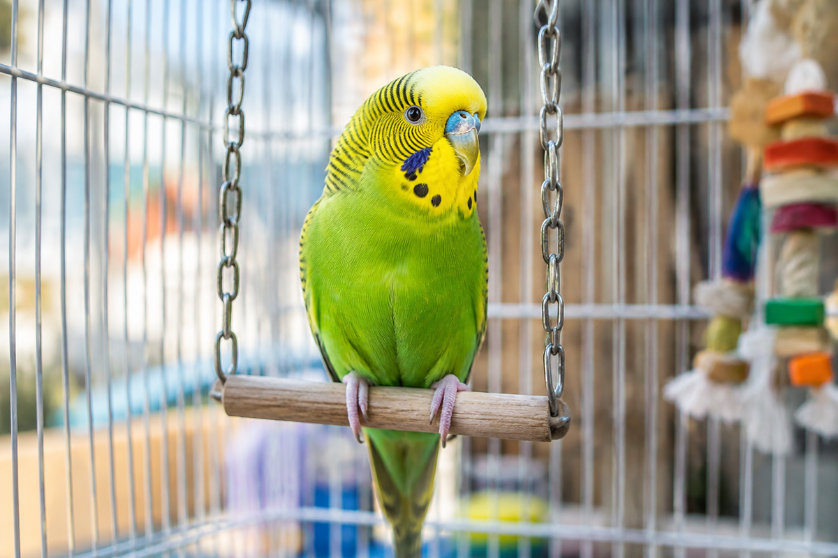 Juguetes para aves