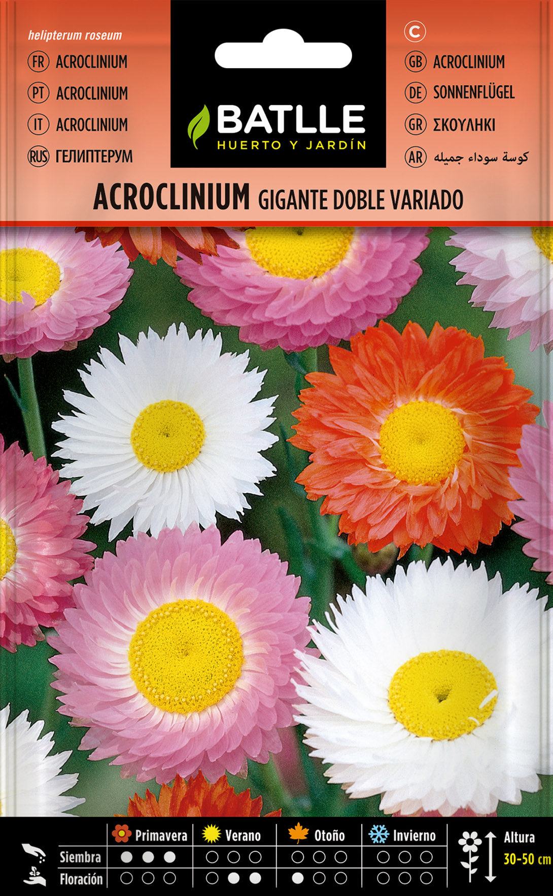 Acroclinium Gigante Doble Variado